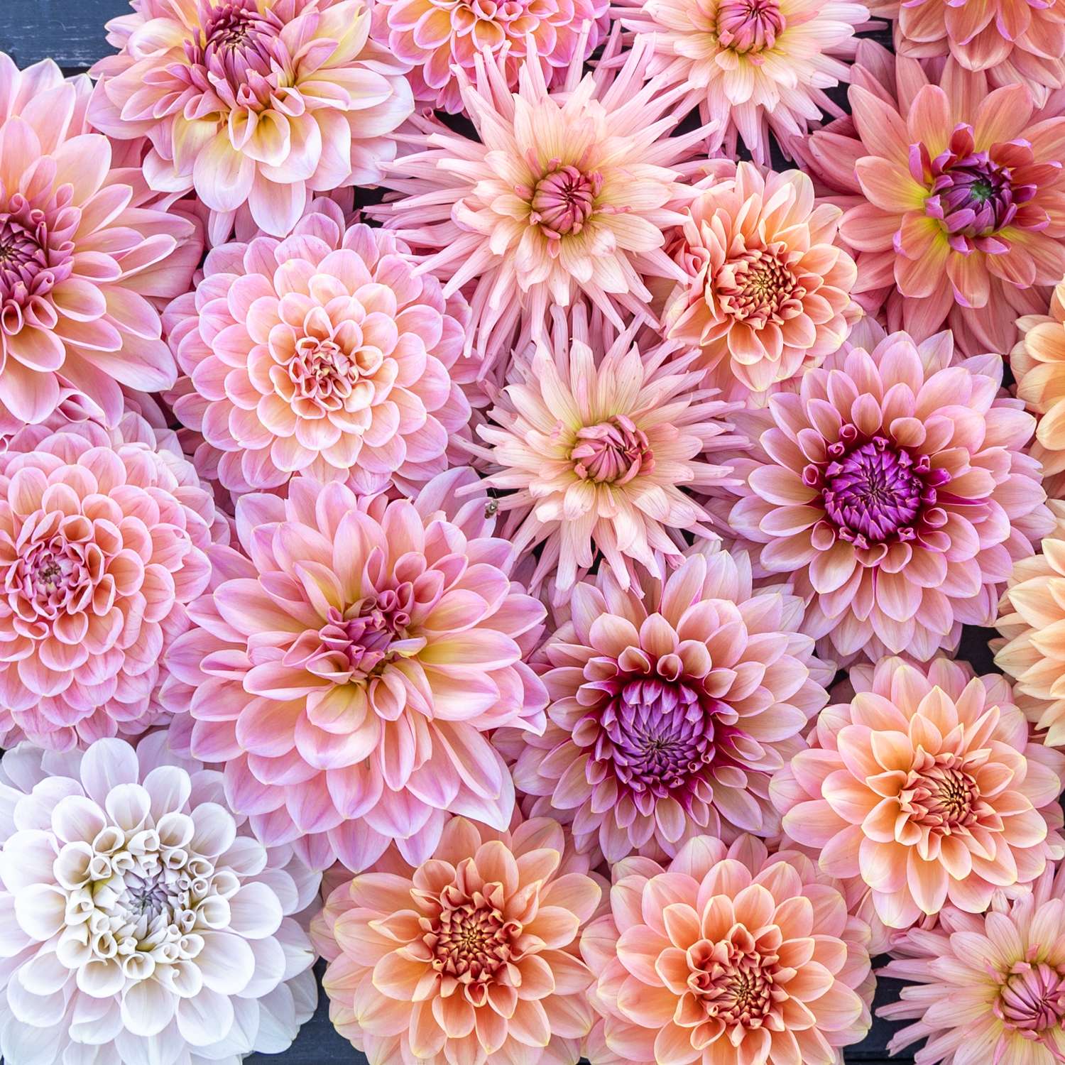 Dahlia mix ‘Champagne’
